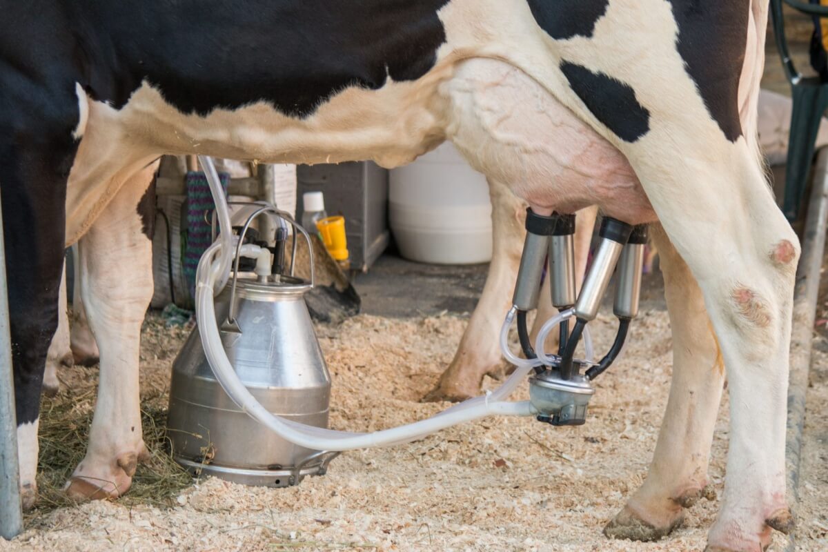 1. Modele De Grajduri Pentru Animale   Importanta Spatiului Bine Construit Si Echipat